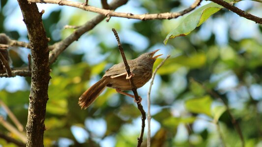 Outdoors tree wing