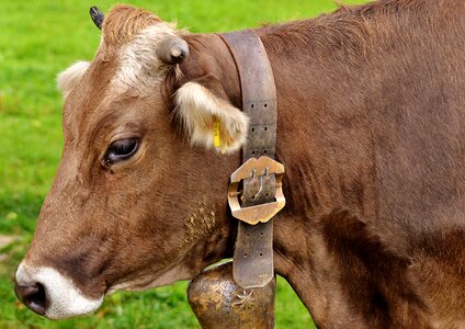 Cute ruminant dairy cattle