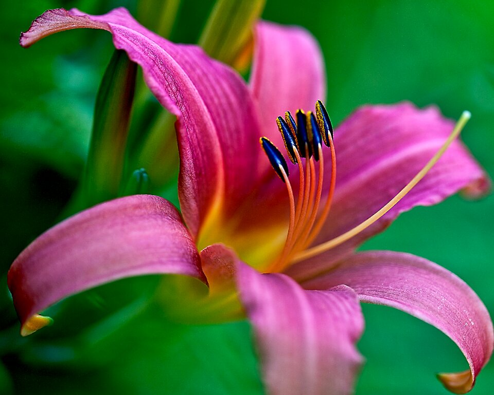 Petals stamens pink