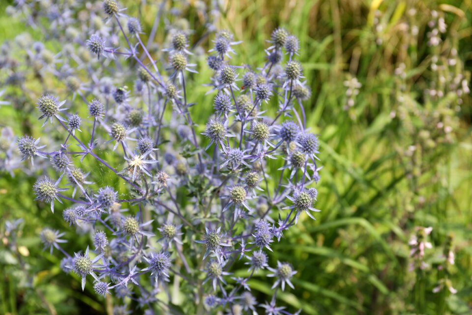 Purple flowers wild