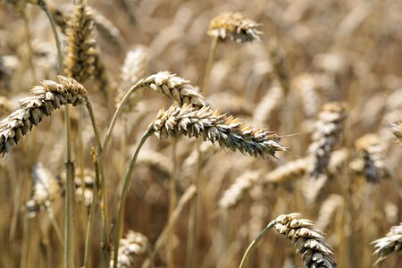 Nature field food