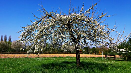 Plant white green