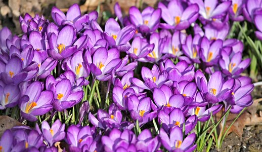 Purple flowers early bloomer photo