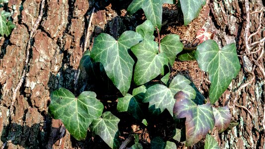 Nature ivy climber plant