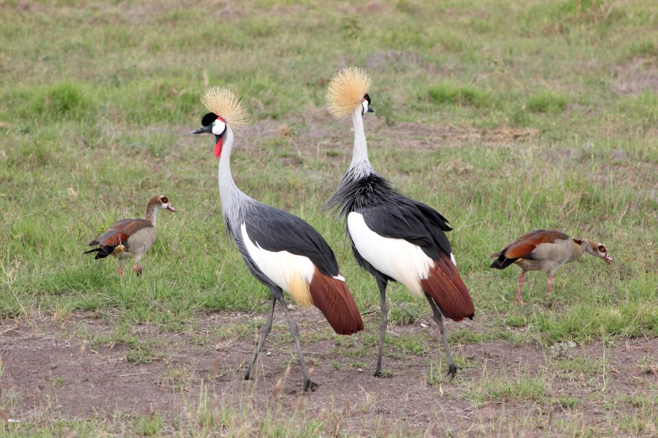 Masai mara bird wild life