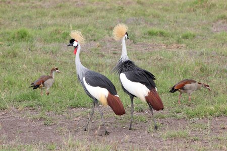 Masai mara bird wild life photo