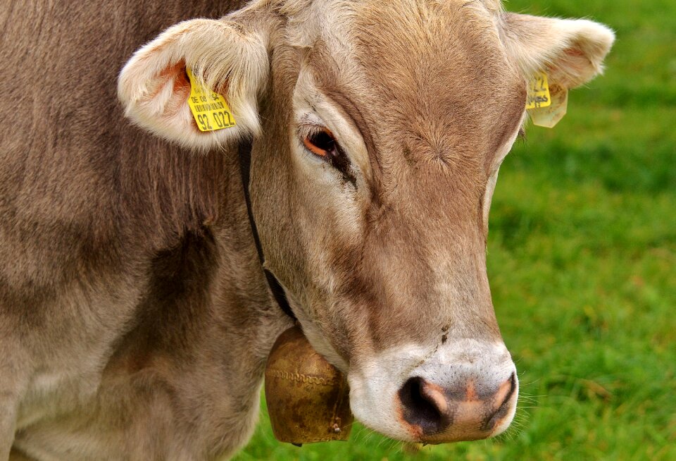 Cute ruminant dairy cattle