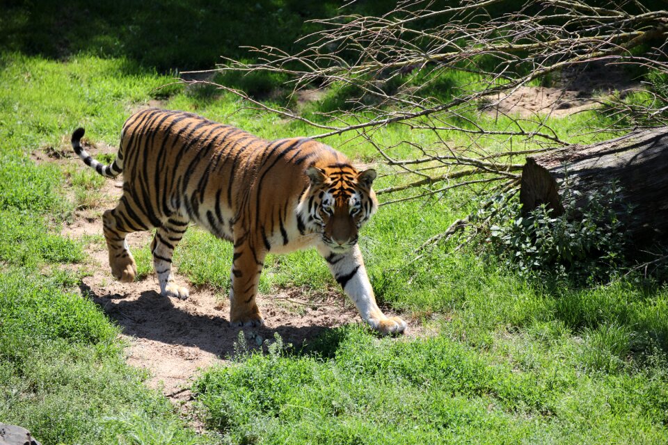 Tiger tree dangerous