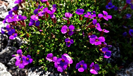 The delicacy flower small flowers