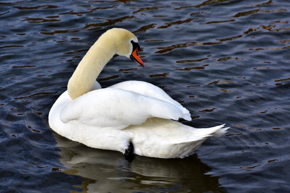Pride waterfowl bird