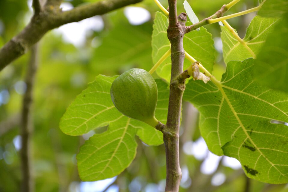 Nature green branch