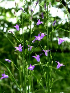 Wiesen Glocken Blume H3a