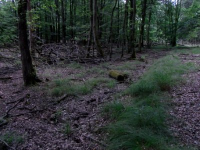 Wiesbach Zufluss in Pfanne ober Suhle R0016513