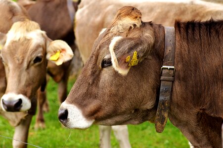 Cute ruminant dairy cattle