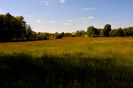 Wiese nahe Sauerbusch (3)