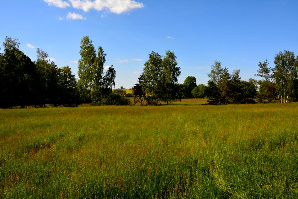 Wiese nahe Sauerbusch