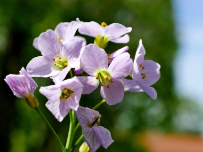 Wiesenschaumkraut-roscheiderhofH1