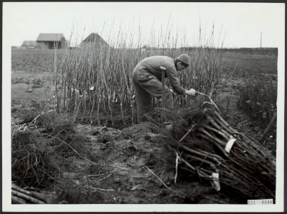 Wieringermeer, inundatie en wederopbouw, Bestanddeelnr 124-0840