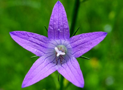 Wiesen Glocken Blume H2b