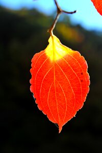 Autumn leaves backlight model