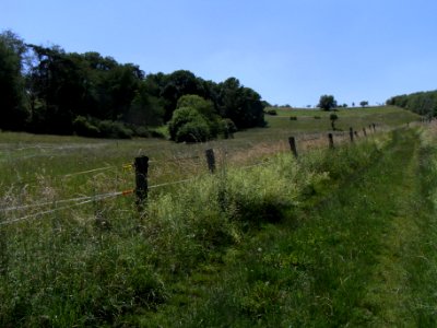 Wiesbach Zufluss Pfaffenthal Quellgebüsch R0015851 photo