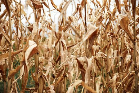 Pasture agriculture dry