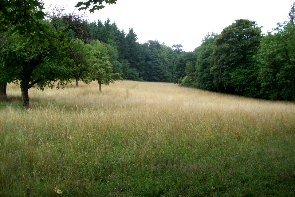 Wiese am Kirchberg