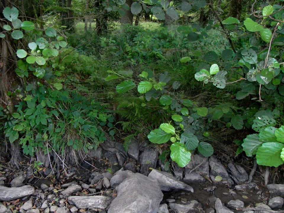 Wiesbach N Zufluss Mündung R0016491