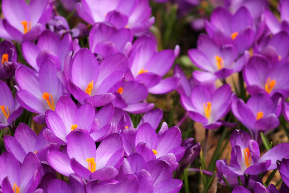 Purple flowers early bloomer photo