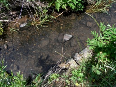 Wiesbach Befestigung an Brücke ober Kransberg R0014840