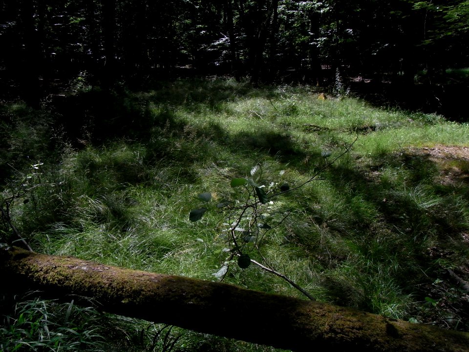 Wiesbach Zufluss in Pfanne ober obere Suhle R0016518