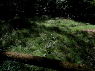 Wiesbach Zufluss in Pfanne ober obere Suhle R0016518