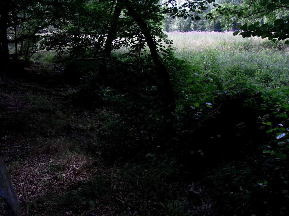 Wiesbach Teich Haubergsgrundweg linker Auslass an Wiese R0016764