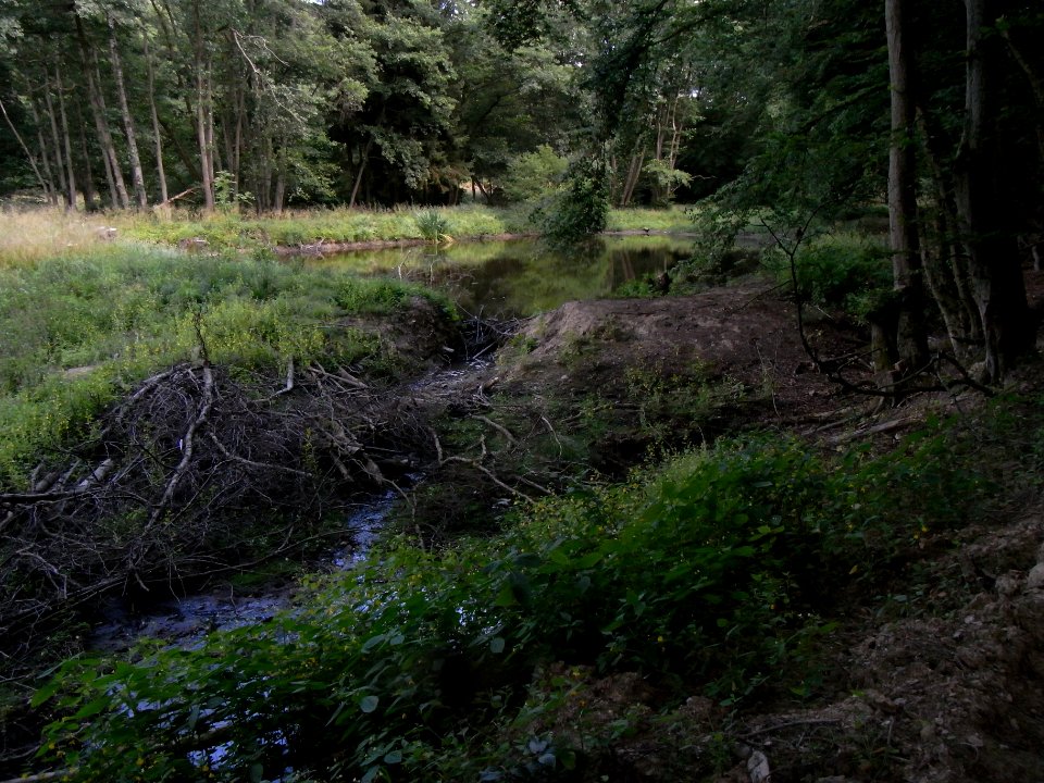 Wiesbach Bresche oberster Fischteich R0016542