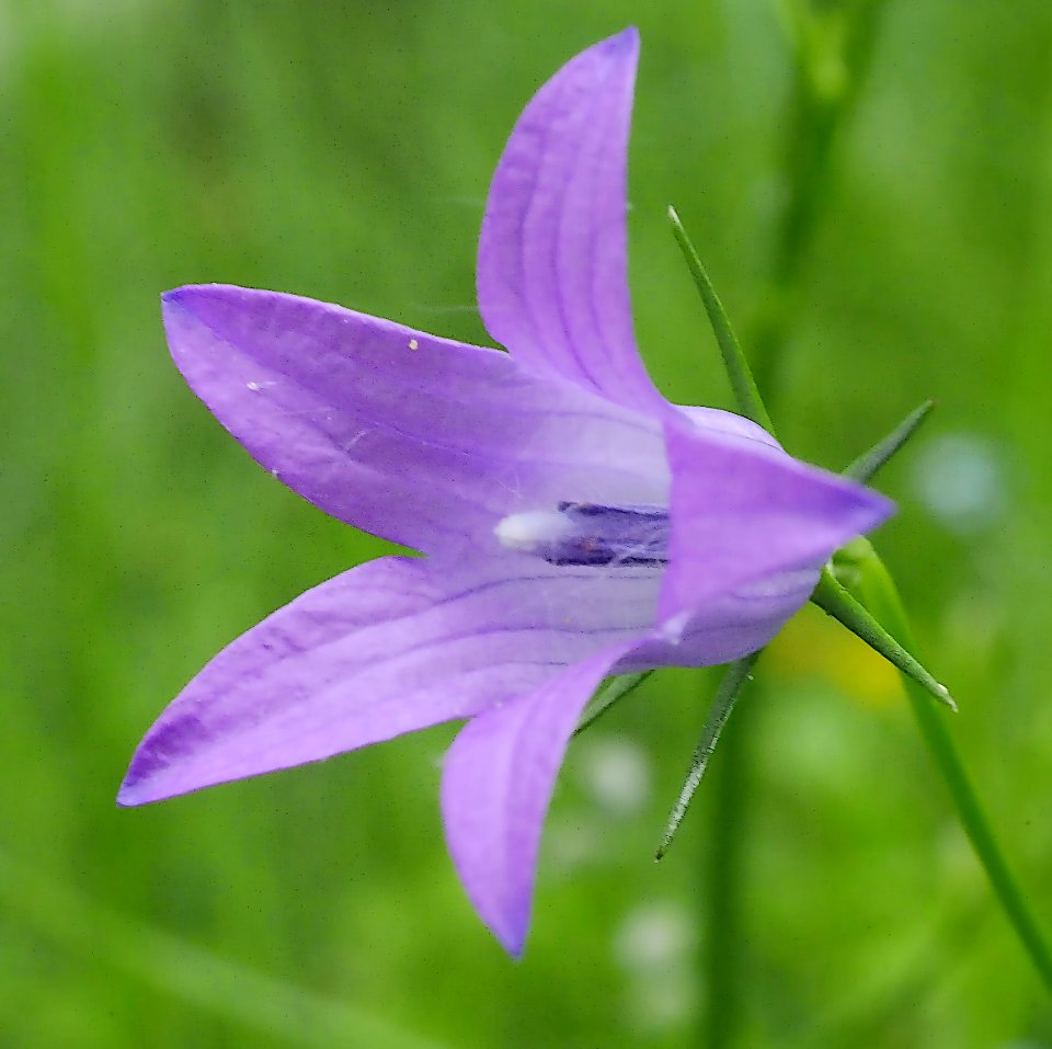 Wiesen Glocken Blume H1b
