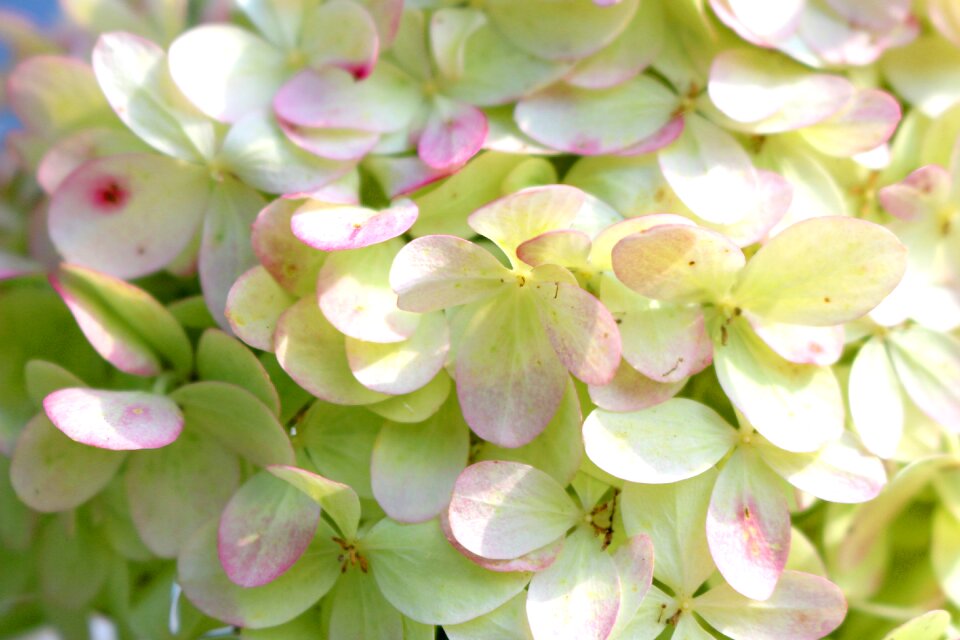 White pink flowers romantic