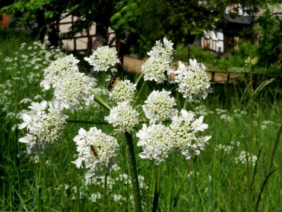 Wiesen-Baerenklau-Roscheiderhof H2