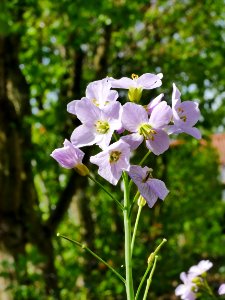Wiesenschaumkraut Roscheiderhof H2