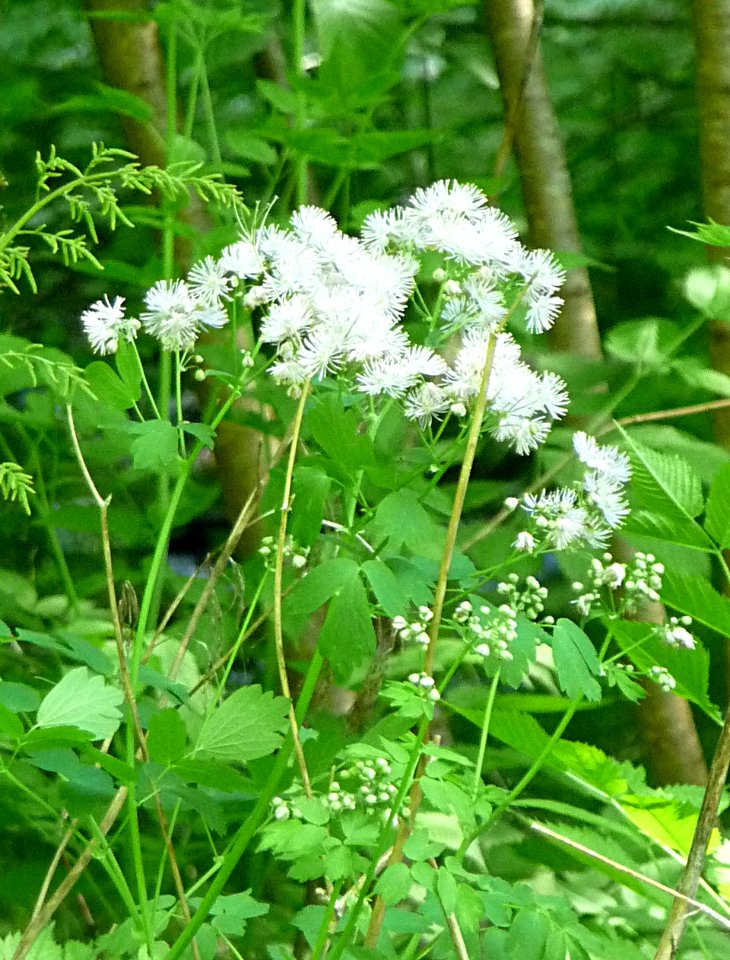 Wiesenraute Gaißatal