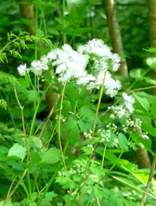 Wiesenraute Gaißatal