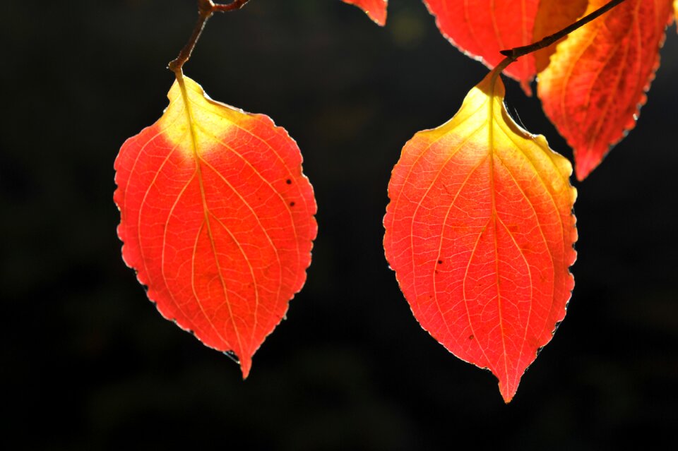 Autumn leaves jiri fall color