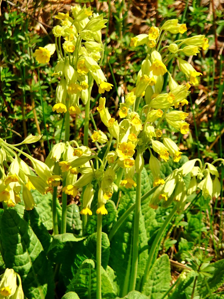 Wiesen-Schluesselblume Reicheneibach