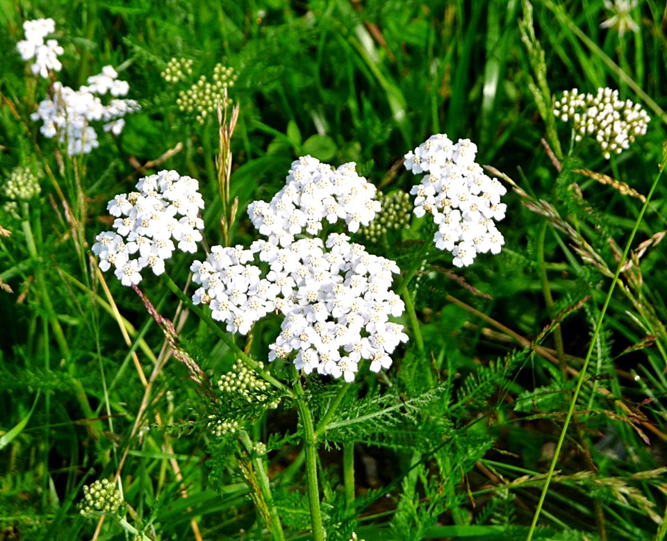 Wiesen-Schafgarbe Kohlbruck