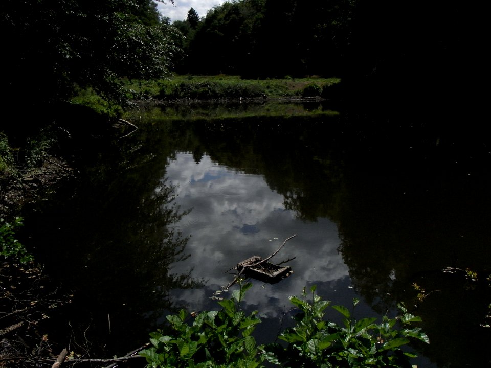 Wiesbach unterster Fischteich Jürgelwiese R0016482