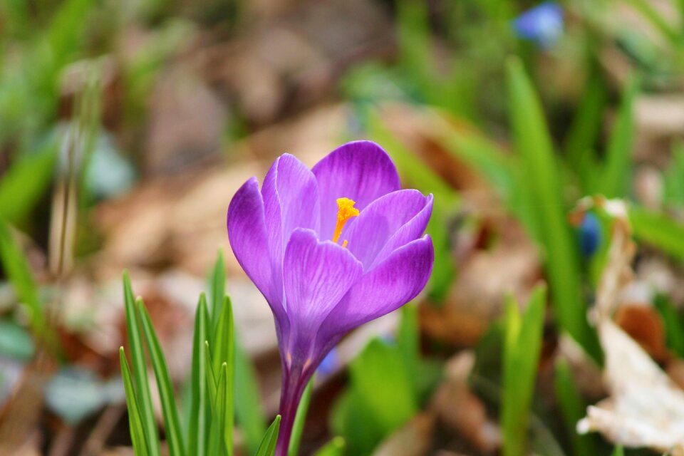 Early bloomer violet yellow