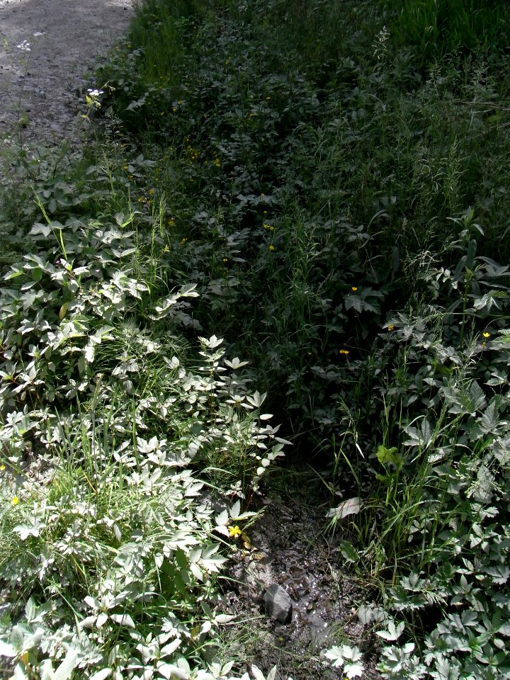 Wiesbach Bach Pfingstborn an Straße R0014902