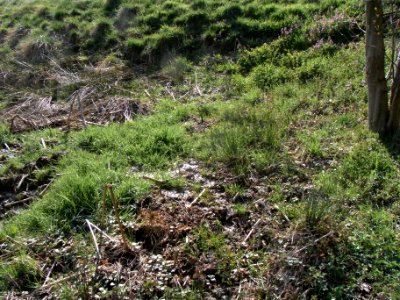 Wiesbach Sickerquellen unter Kransberg R0013020