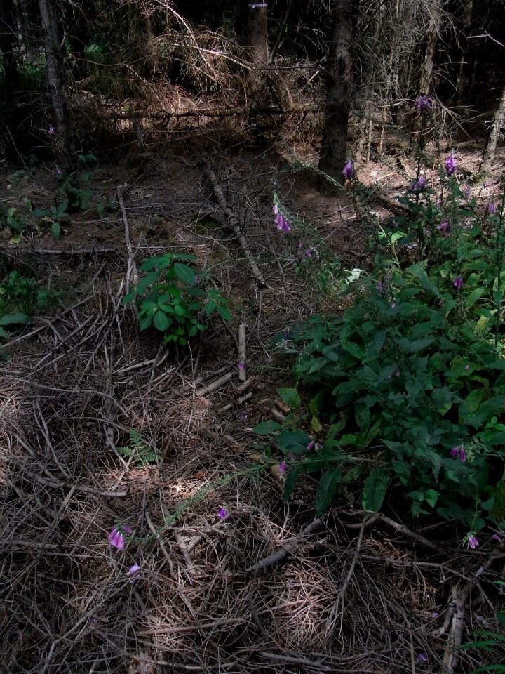 Wiesbach Behelfsgraben R0016726
