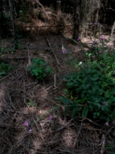 Wiesbach Behelfsgraben R0016726