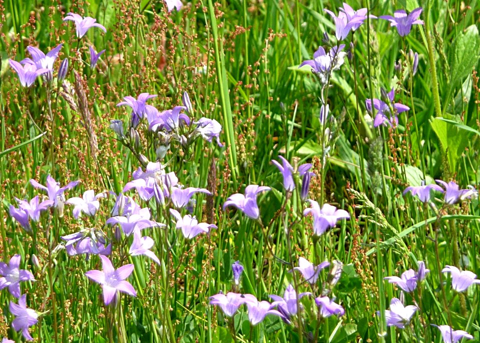 Wiesen-Glockenblume Tiefenbach